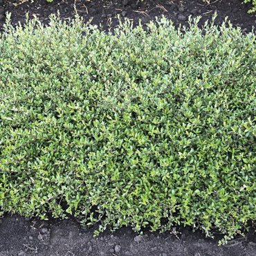 Ива гибридная Золушка (Salix 'Zolushka')