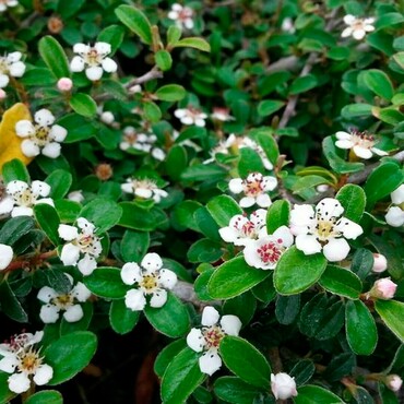 Кизильник Даммера Эйххольц (Cotoneaster dammeri 'Eichholz')