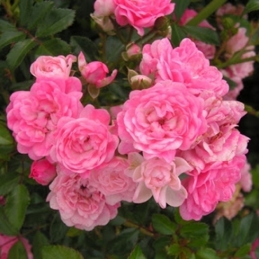 Роза почвопокровная Ашеймед Фэйри (Rosa 'Ashamed Fairy')