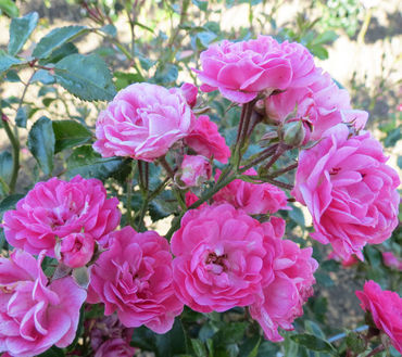 Роза почвопокровная Пинк Фэйри (Rosa 'Pink Fairy')