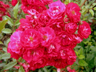 Роза почвопокровная "Weneda"