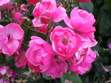 Роза флорибунда Ангела (Rosa 'Angela')