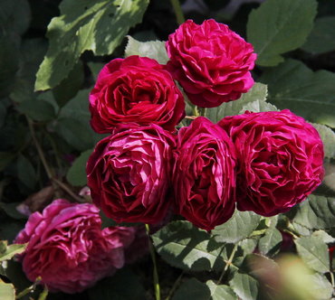 Роза шраб Бисентенар де Гийо (Rosa 'Bicentenaire de Guillot')