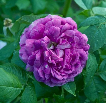 Роза шраб Куин оф зе Вайолетс (Rosa 'Reine des Violettes')