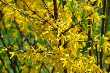 Форзиция средняя Микс (Forsythia x intermedia 'Mix')