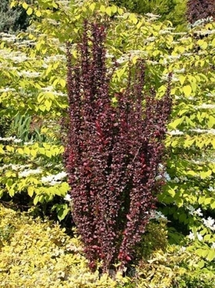 Барбарис Тунберга Хелмонд Пилар (Berberis thunbergii 'Helmond Pillar')