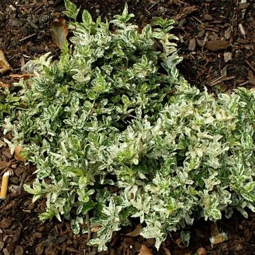 Бересклет Форчуна Арлекин (Euonymus fortunei 'Harlequin')