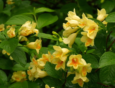 Вейгела Миддендорфа (Weigela middendorffiana)