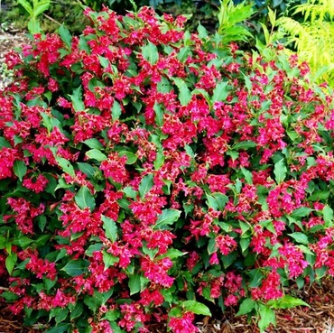 Вейгела цветущая Нэн Руж (Weigela florida 'Nain Rouge')