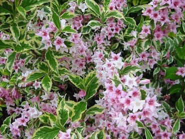 Вейгела цветущая Сюзанна (Weigela florida 'Suzanne')