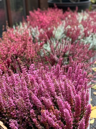 Вереск обыкновенный (Calluna vulgaris) (ассортимент)