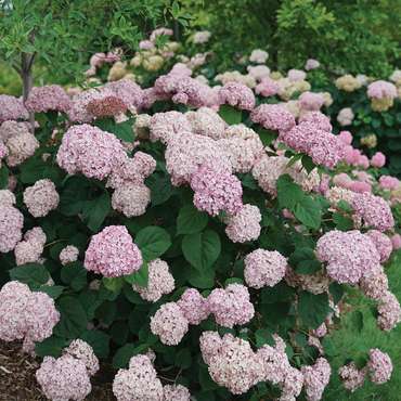 Гортензия древовидная Кэндибелль Баблгам (Hydrangea arborescens 'Candybelle Bubblegum')
