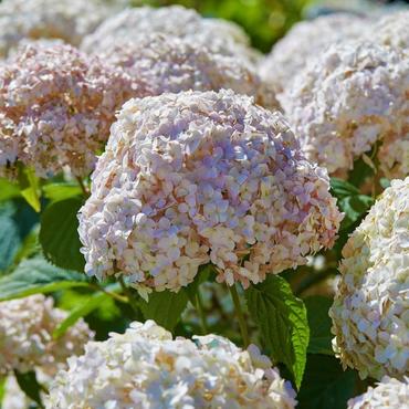 Гортензия древовидная Кэндибелль Маршмэллоу (Hydrangea arborescens 'Candybelle Marshmallow')