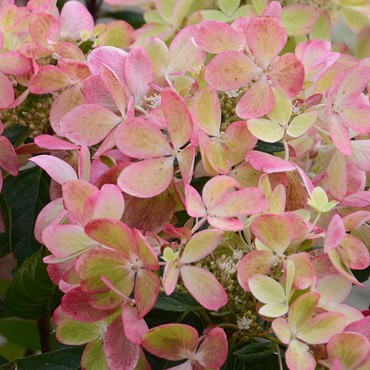 Гортензия метельчатая Пастельгрин (Hydrangea paniculata 'Pastelgreen')