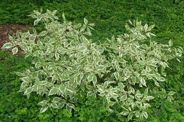Дерен белый Элегантиссима (Cornus alba 'Elegantissima') белоокаймленный
