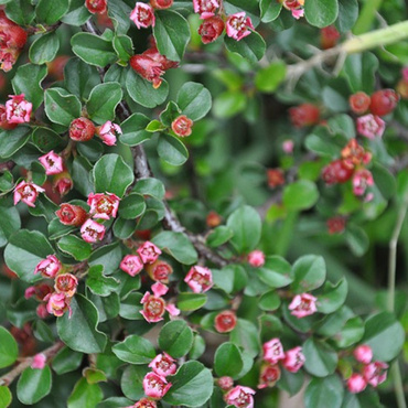 Кизильник горизонтальный Боер (Cotoneaster horizontalis 'Boer')