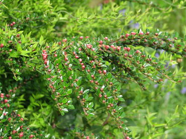 Кизильник горизонтальный Тангштедт (Cotoneaster horizontalis 'Tangstedt')