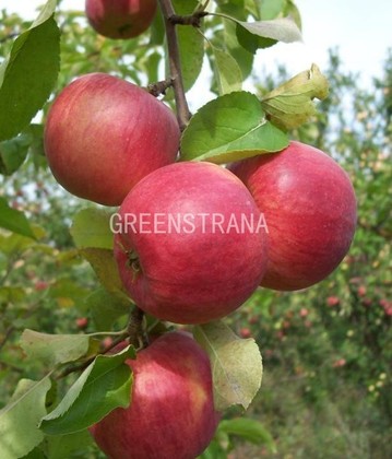 Яблоня Жигулевское (Malus domestica 'Zhigulevskoe')