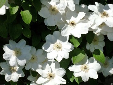 Клематис гибридный Гернси Крим (Clematis 'Guernsey Cream')