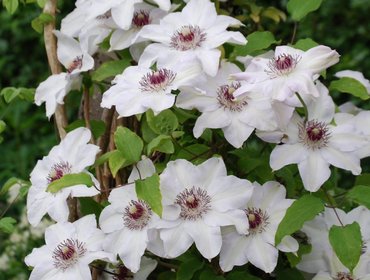 Клематис гибридный Мисс Бейтман (Clematis 'Miss Bateman')