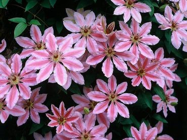 Клематис гибридный Нелли Мозер (Clematis 'Nelly Moser')