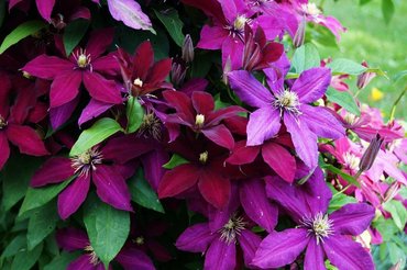 Клематис гибридный Ниобе (Clematis 'Niobe')