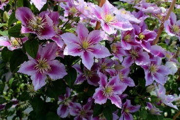Клематис гибридный Пиилу (Clematis 'Piilu')