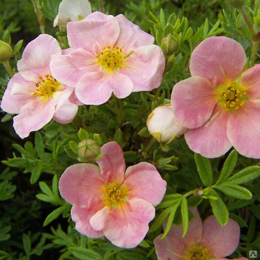 Лапчатка кустарниковая Пинк Виспер (Dasiphora fruticosa 'Pink Whisper')