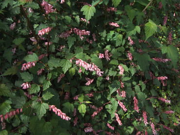 Нейлия длиннокистевая (Neillia longiracemosa)