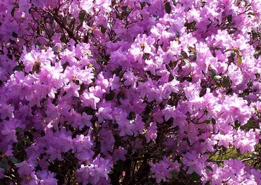 Рододендрон Прекокс (Rhododendron 'Praecox')