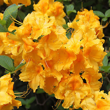 Рододендрон листопадный Харвест Мун (Rhododendron 'Harvest Moon')