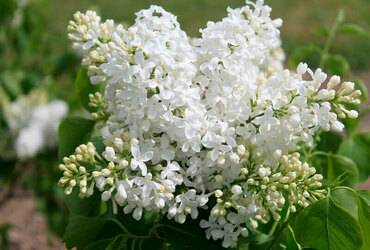 Сирень обыкновенная Мазяс Принсис (Syringa vulgaris 'Mažas Princas')
