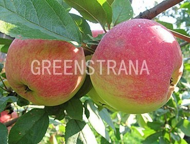 Яблоня Медуница (Malus domestica 'Medunitsa')