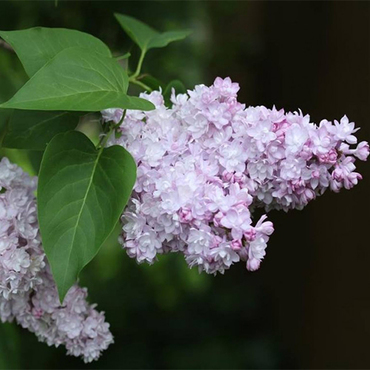 Сирень обыкновенная Монтень (Syringa vulgaris 'Montaigne')