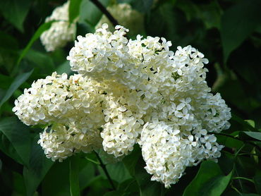 Сирень обыкновенная Альба (Syringa vulgaris 'Alba') белая