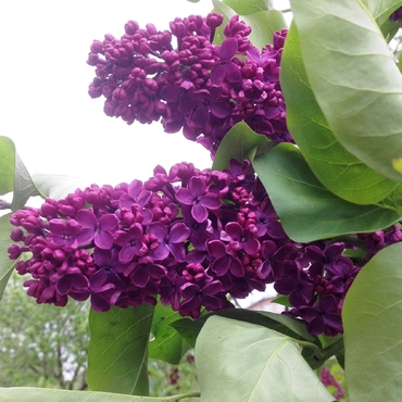 Сирень обыкновенная Индия (Syringa vulgaris 'Indiya')