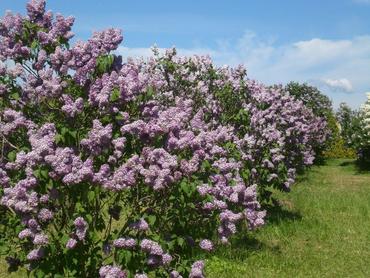 Сирень обыкновенная (Syringa vulgaris) сортовая