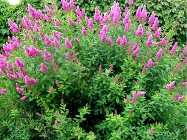 Спирея иволистная (Spiraea salicifolia) розовая