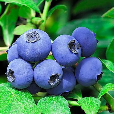 Голубика садовая Шантеклер (Vaccinium corymbosum 'Chanticleer')