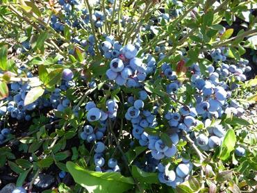 Голубика садовая Нортланд (Vaccinium corymbosum 'Northland')