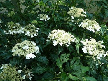 Гортензия древовидная Эмеральд Лейс (Hydrangea arborescens 'Emerald Lace')
