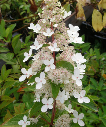 Гортензия метельчатая Биг Бен (Hydrangea paniculata 'Big Ben')