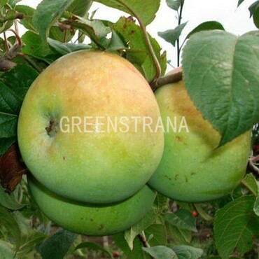 Яблоня Мартовское (Malus domestica 'Martovskoe')