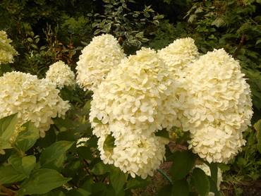 Гортензия метельчатая Коттон Крим (Hydrangea paniculata 'Cotton Cream')