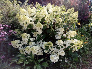 Гортензия метельчатая Эрли Гарри (Hydrangea paniculata 'Early Harry')