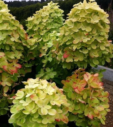 Гортензия метельчатая Граффити (Hydrangea paniculata 'Graffiti')