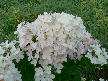 Гортензия метельчатая Гарри Сувенир (Hydrangea paniculata 'Harry's Souvenir')