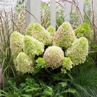 Гортензия метельчатая Литтл Фреско (Hydrangea paniculata 'Little Fresco')