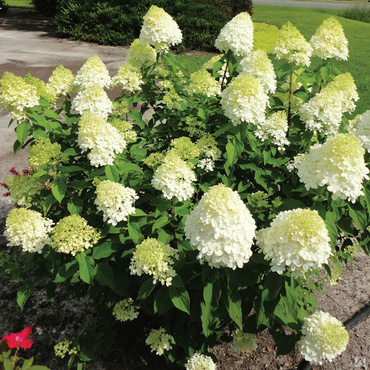Гортензия метельчатая Литтл Спуки (Hydrangea paniculata 'Little Spooky')