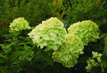 Гортензия метельчатая Мохито (Hydrangea paniculata 'Mojito')